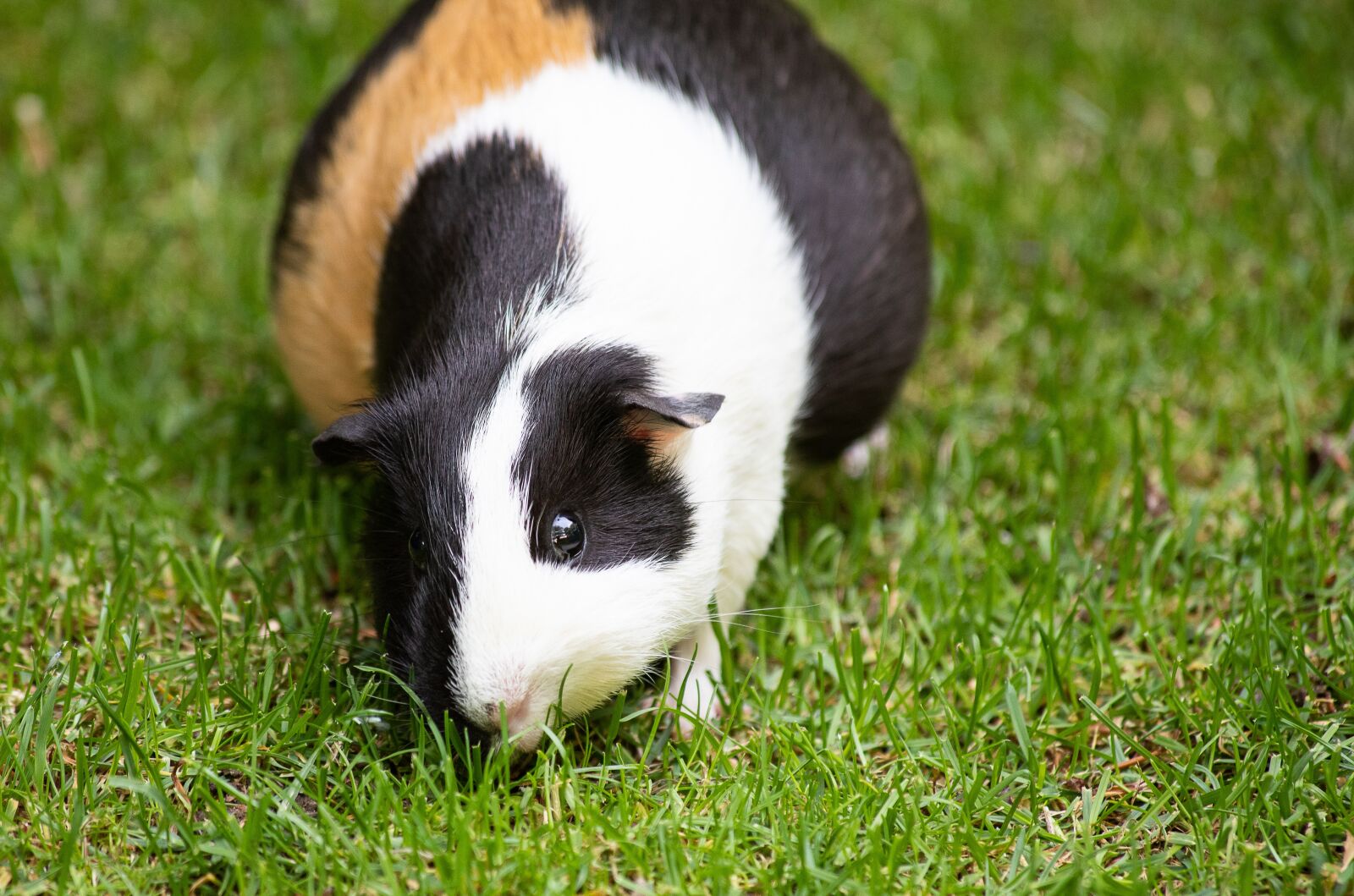 Canon EF 70-300mm F4-5.6 IS USM sample photo. Guinea pig, mammal, animal photography