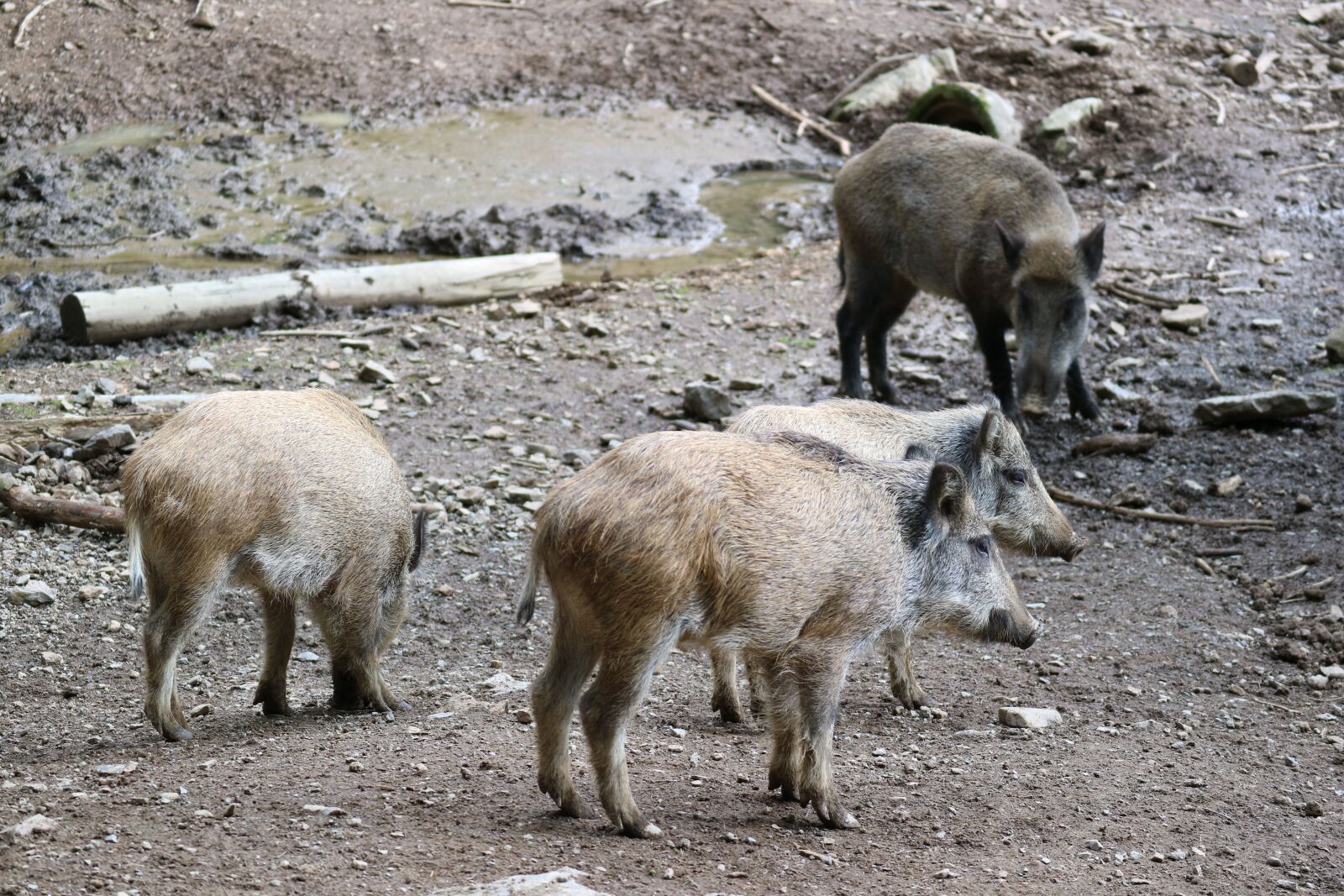 Canon EOS M3 sample photo. Boar, piglet, launchy photography
