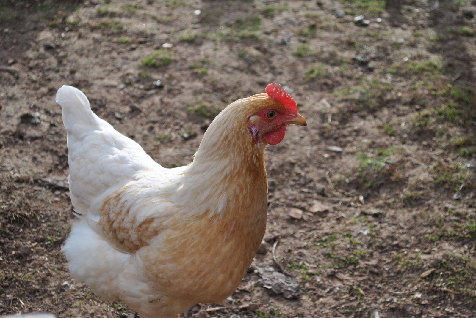 Nikon D3000 sample photo. Bird, poultry, nature photography