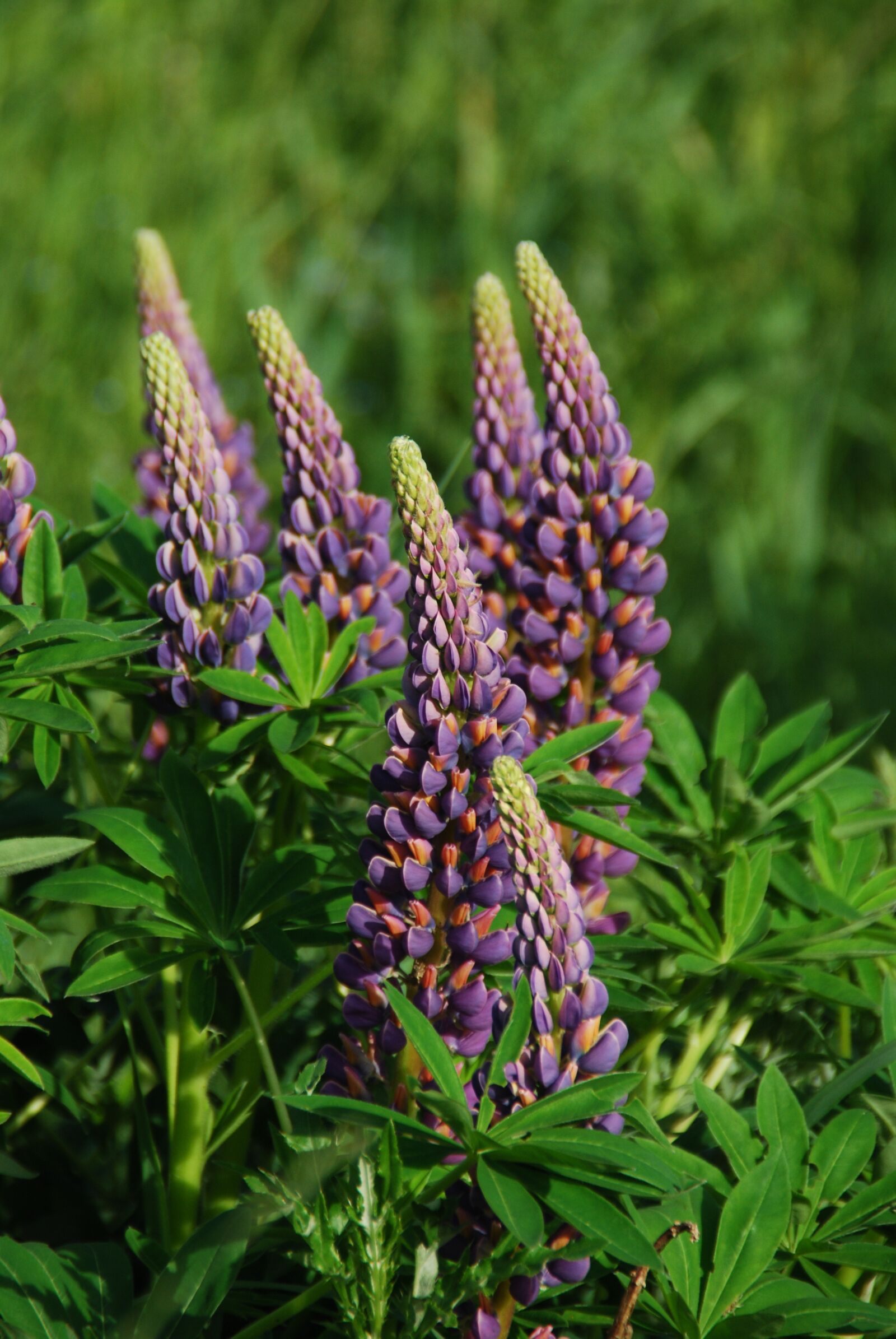 Nikon D60 sample photo. Lupine, flower, meadow photography