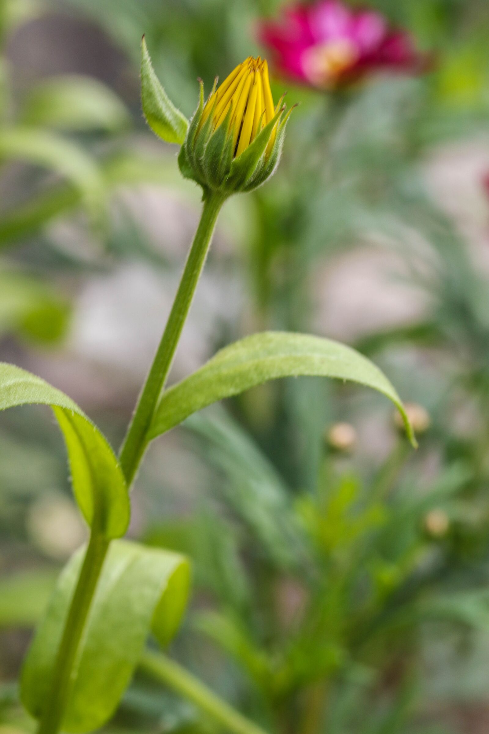 Canon EOS 7D Mark II sample photo. Yellow, flower, garden flower photography