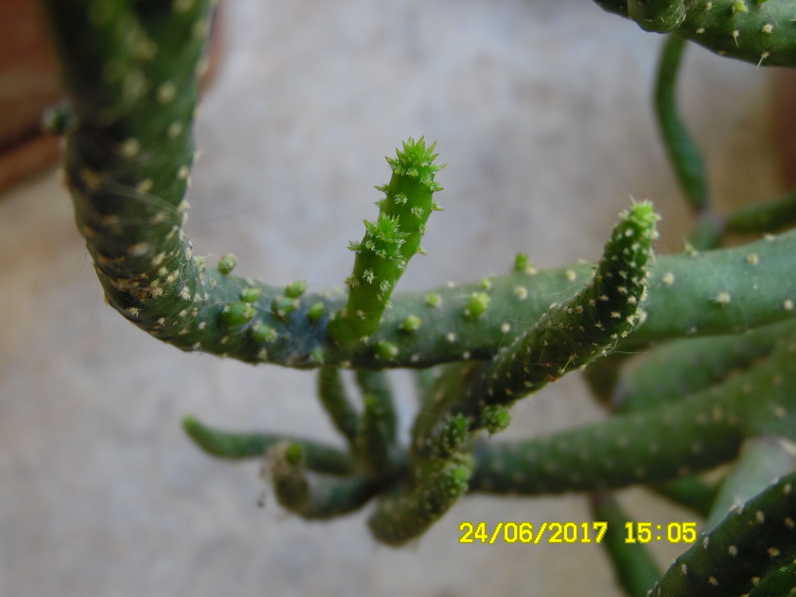 Samsung WB1100F/WB1101F/WB1102F sample photo