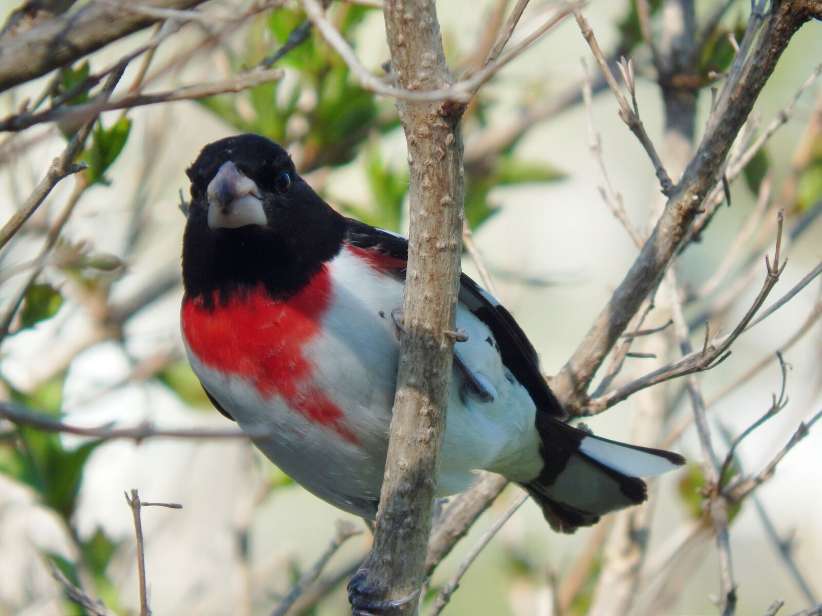 Nikon Coolpix L820 sample photo. Rose-breasted grosbeak, bird, grosbeak photography