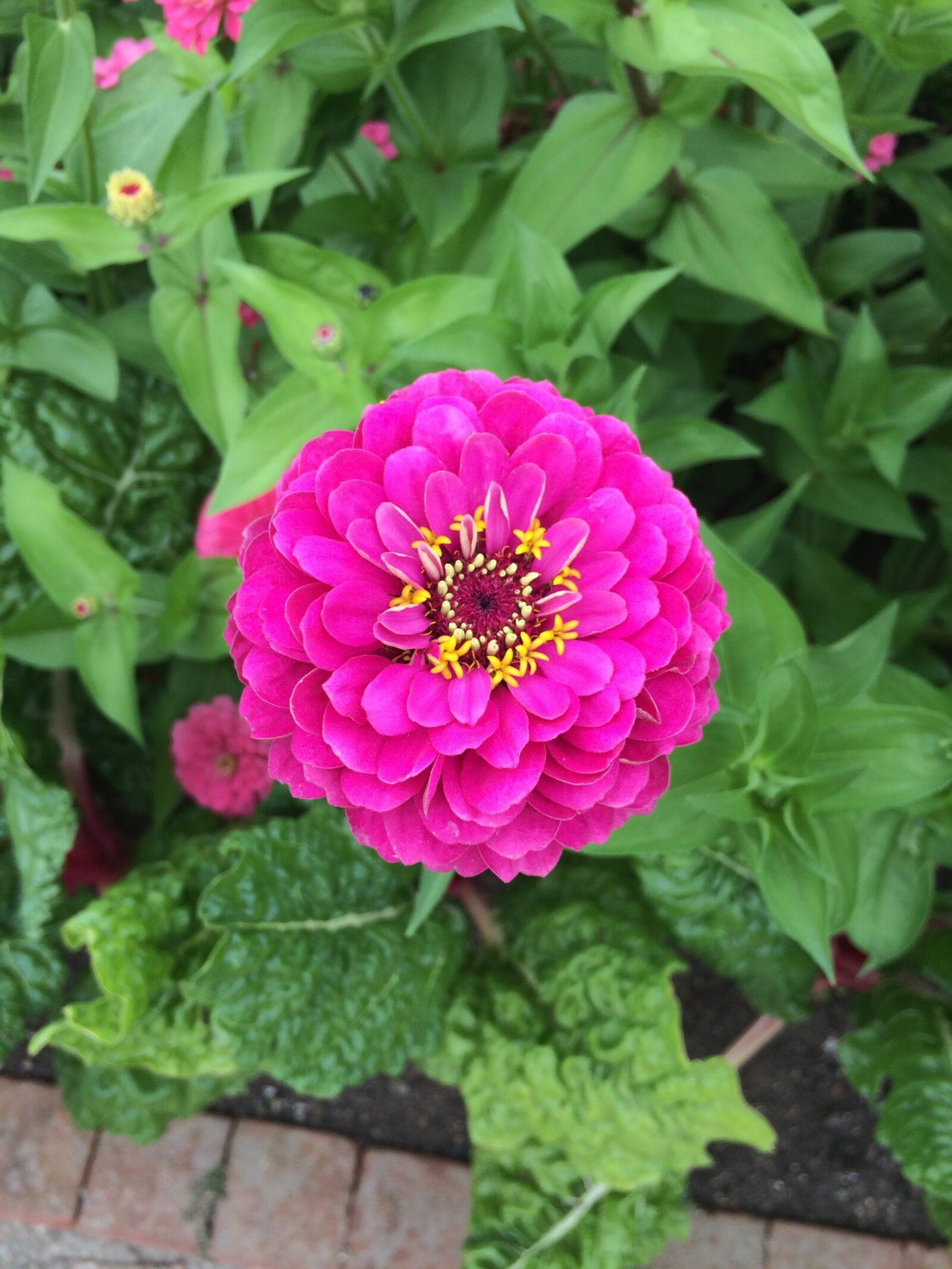 Apple iPhone 5s sample photo. Pink zinnia flowers, blooms photography