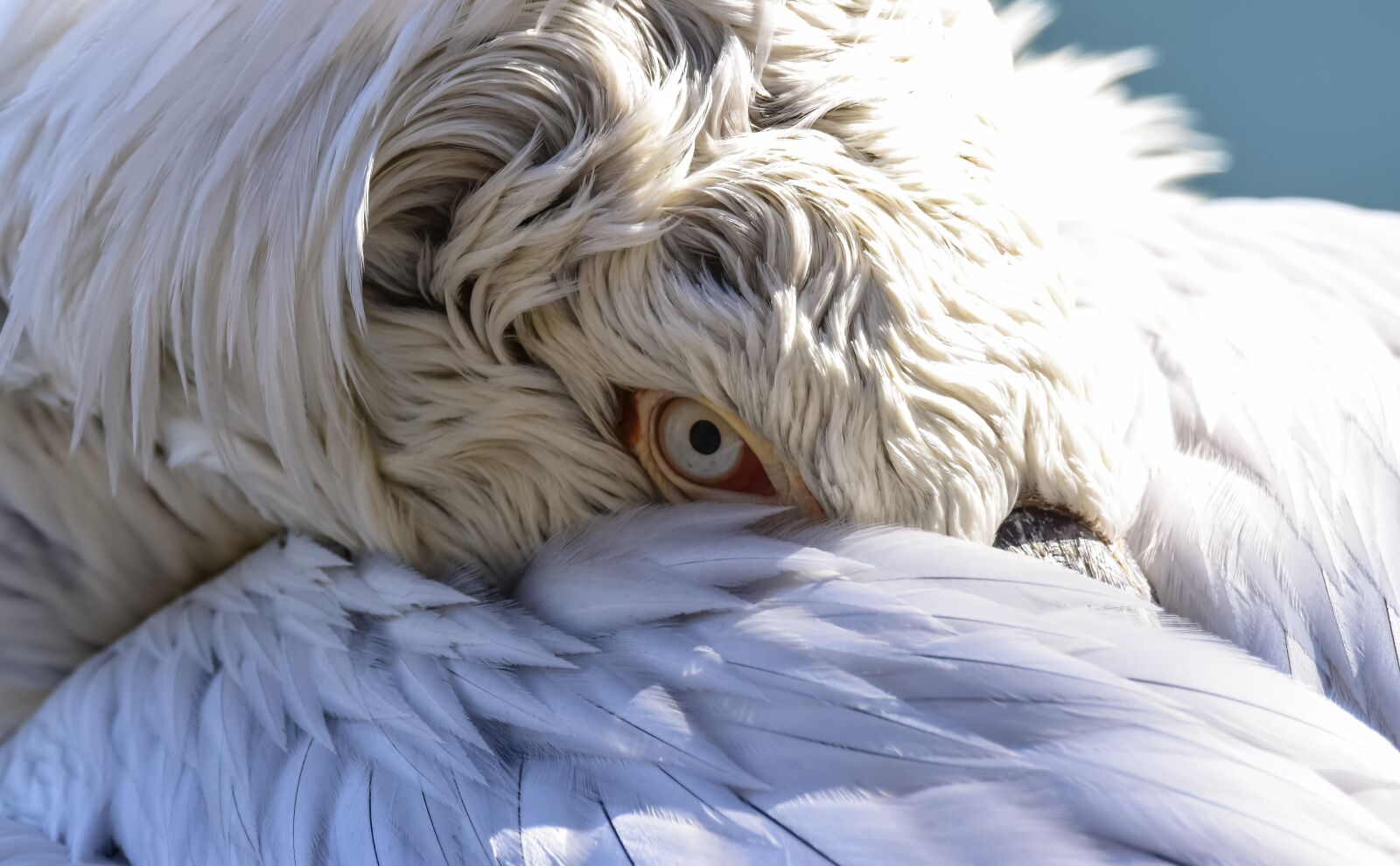 Nikon D7200 sample photo. Pelican, bird, nature photography