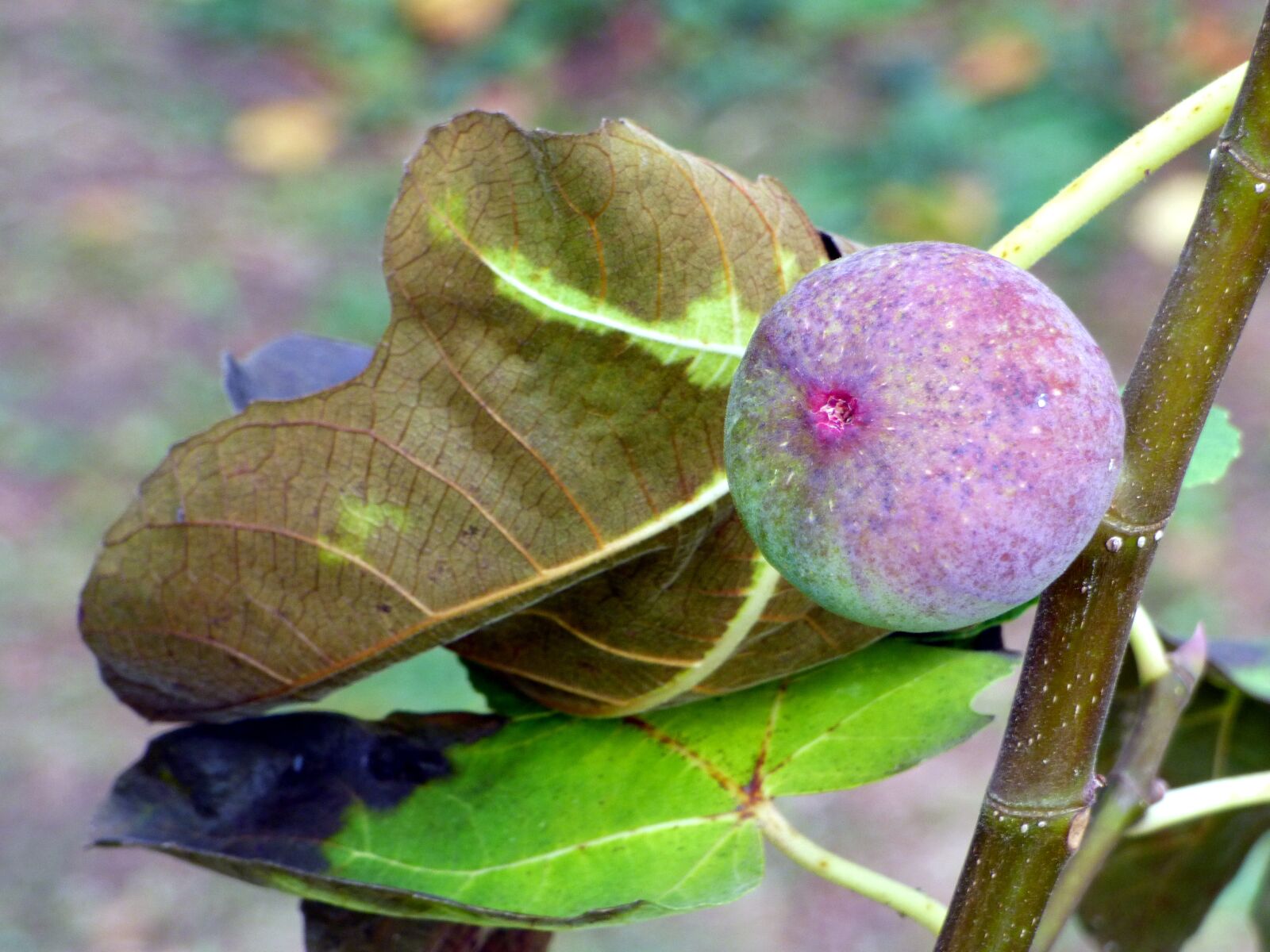 Panasonic DMC-FZ72 sample photo. Fruit, fig, purple fruit photography