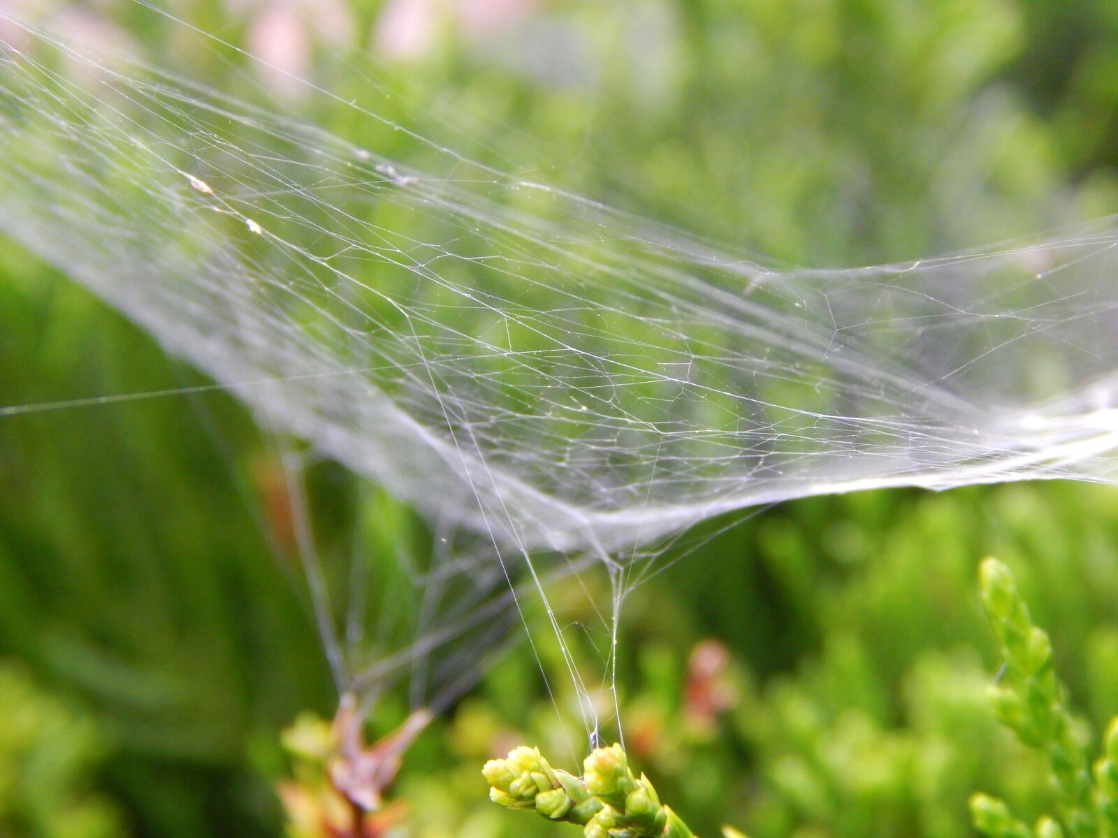 Nikon Coolpix L820 sample photo. Spider web, flora, green photography