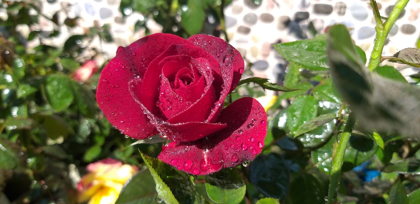 Samsung Galaxy J8 sample photo. Rose, nature, love photography
