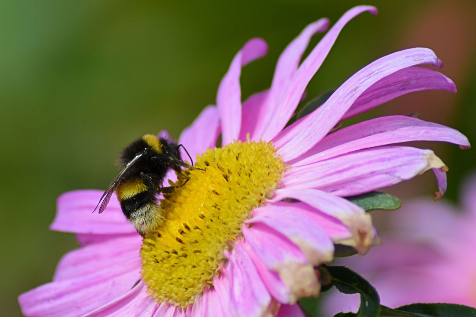 Nikon D3200 sample photo. Hummel, blossom, bloom photography