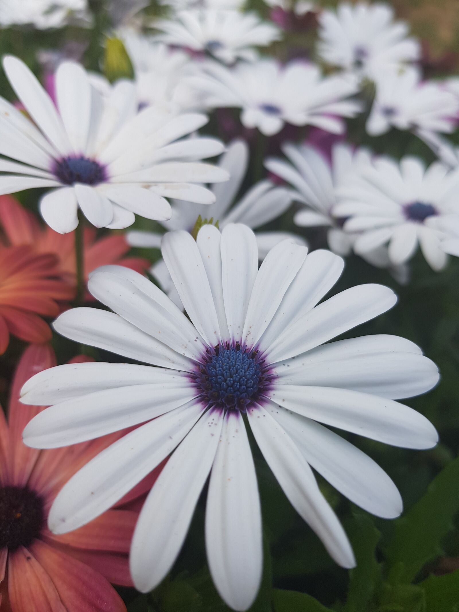 Samsung Galaxy S8 sample photo. Flowers, garden, summer photography