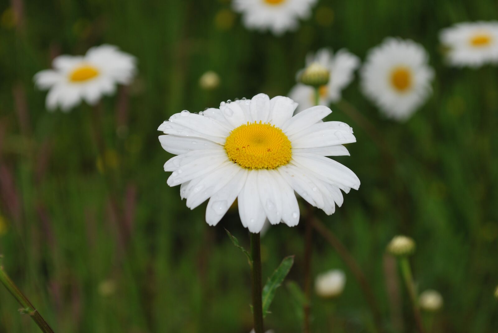 Nikon D60 sample photo. Kamilka, flower, green photography