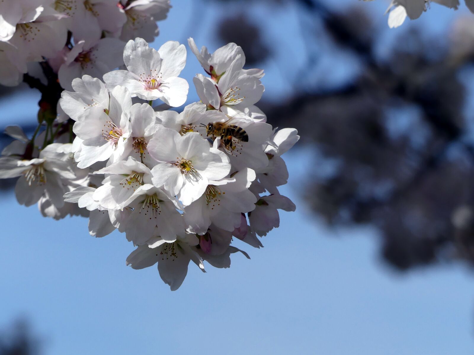 Panasonic Lumix DMC-FZ300 sample photo. Blossom, bloom, bee photography