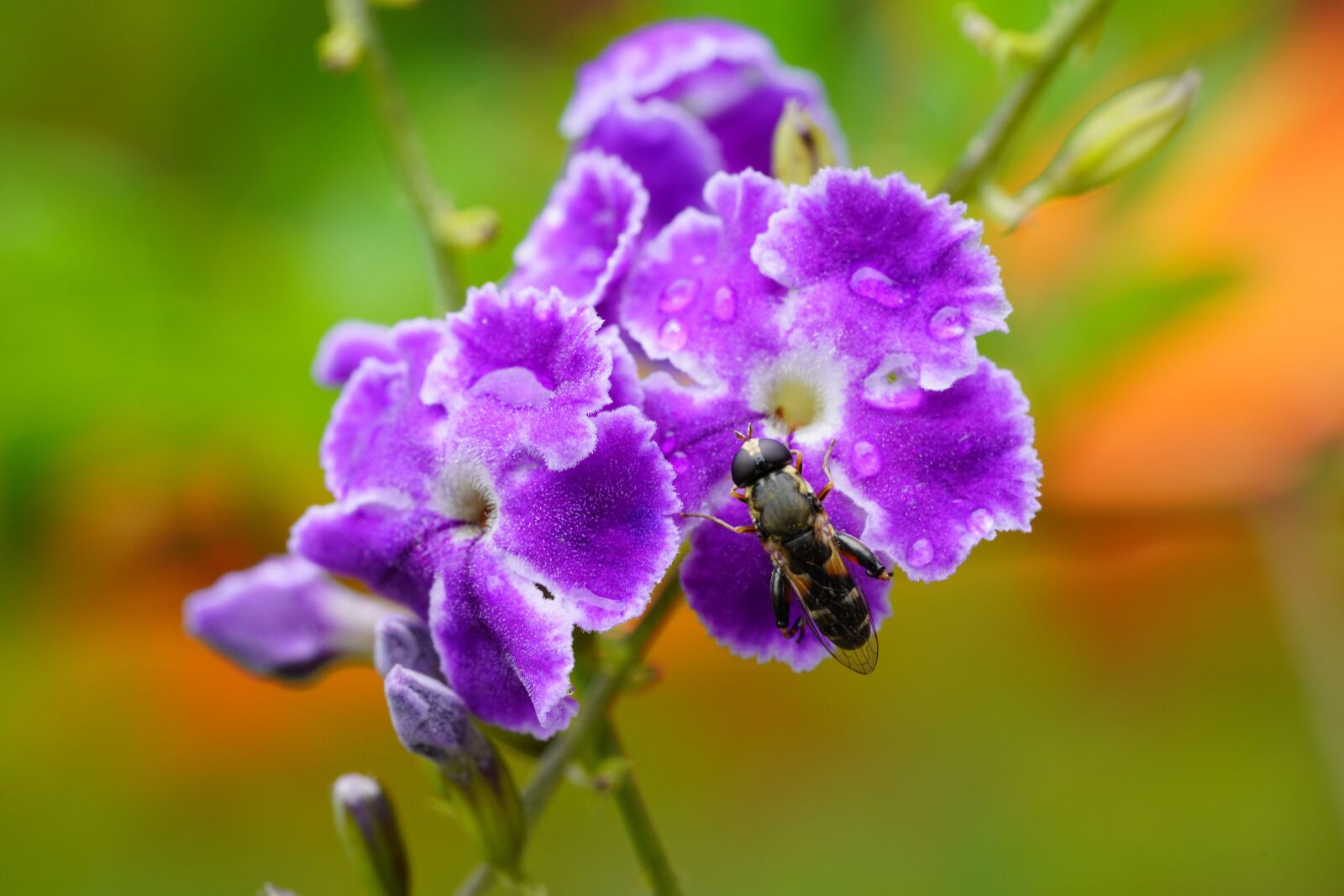 Sony a7R III + Sony FE 90mm F2.8 Macro G OSS sample photo. Violet, bee, flower photography
