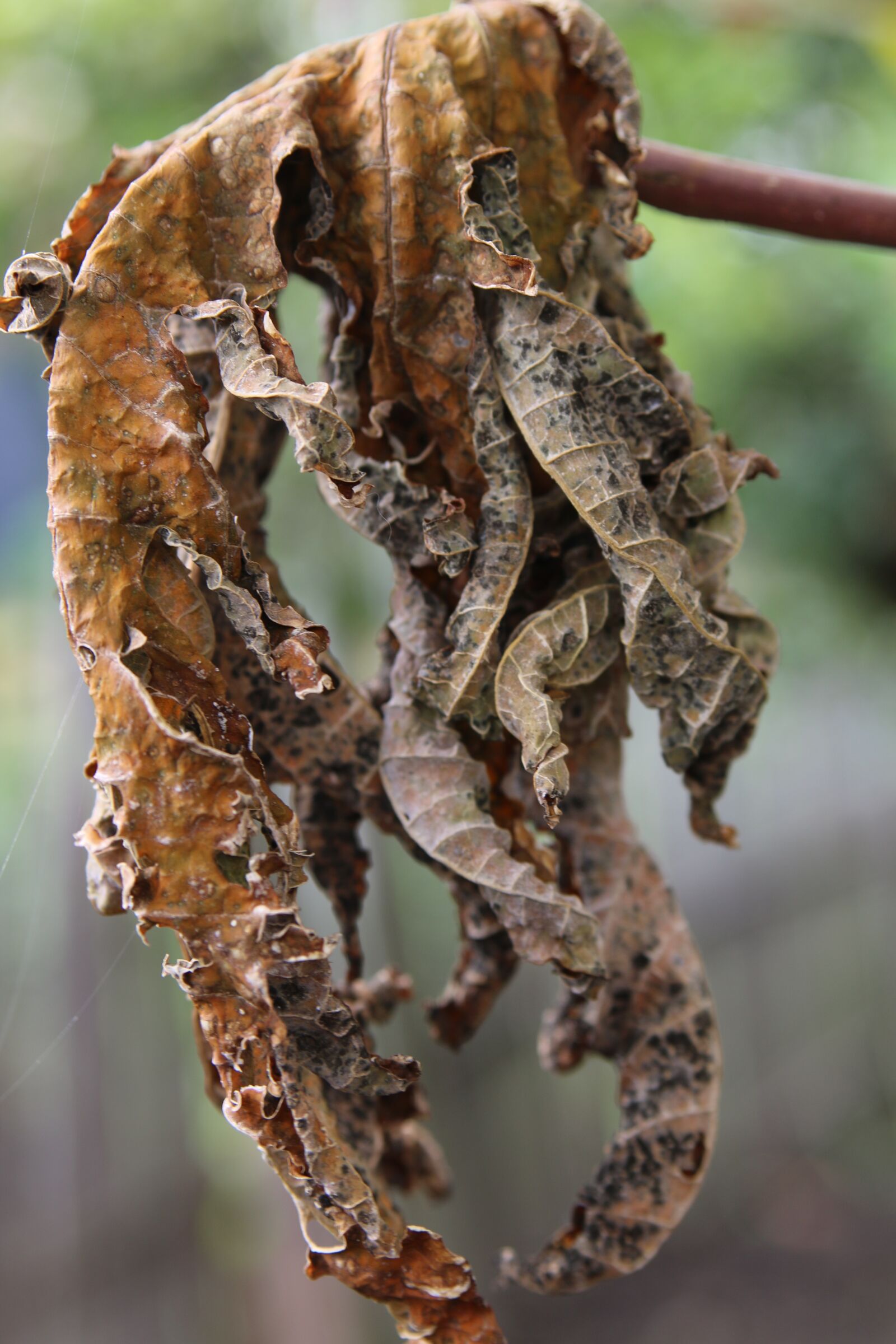 Canon EOS 70D sample photo. Dead leaves, dried leaves photography