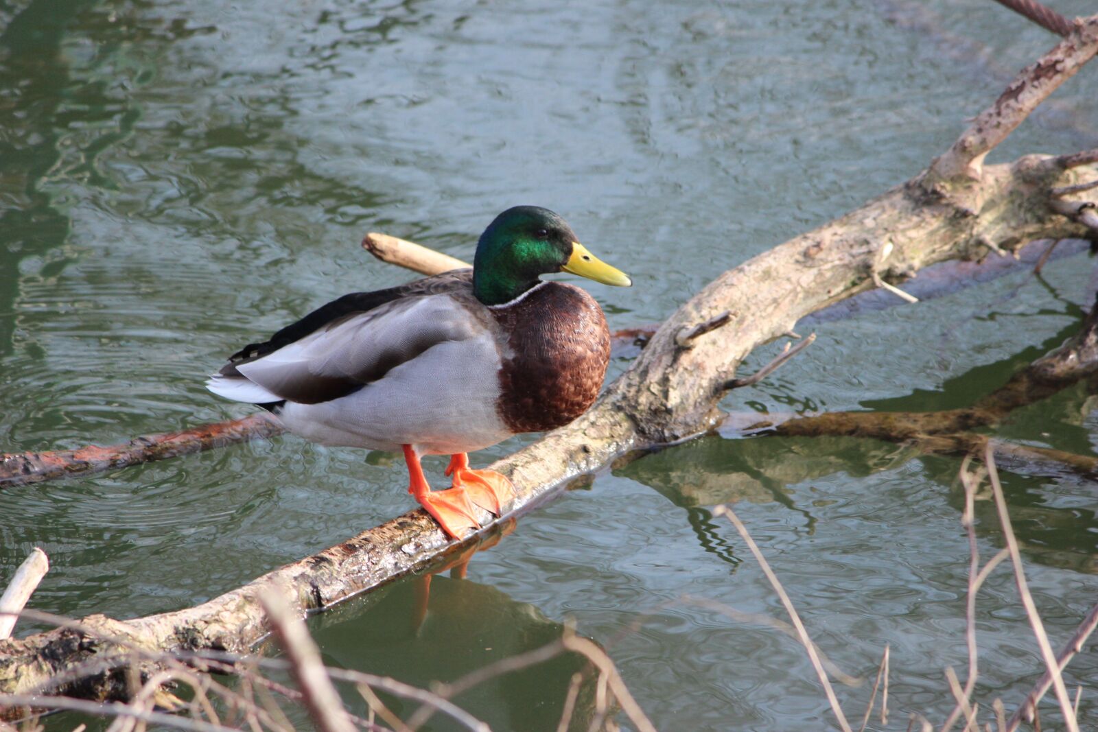 Canon EOS 600D (Rebel EOS T3i / EOS Kiss X5) sample photo. Bird, nature, animal world photography