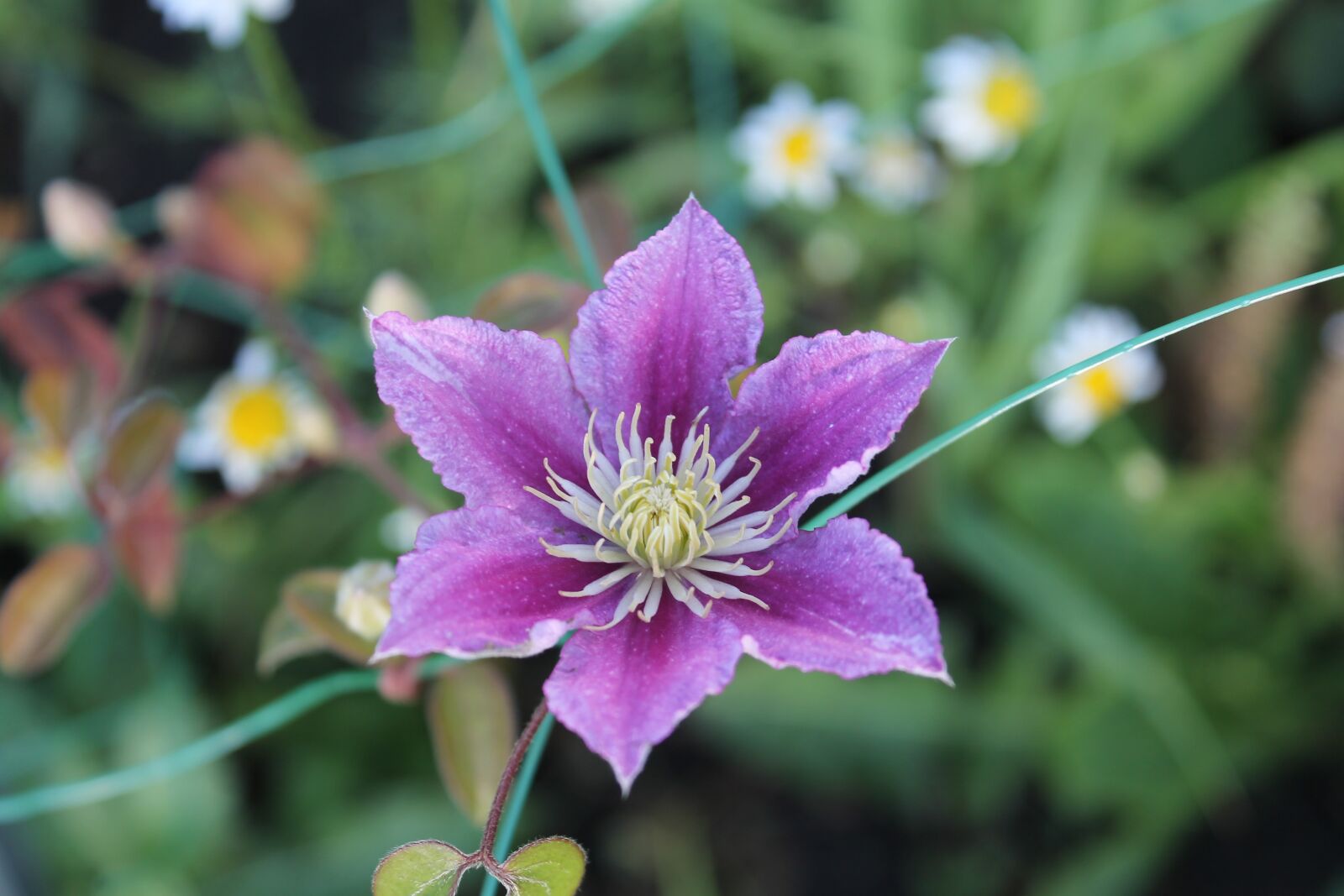 Canon EOS 1100D (EOS Rebel T3 / EOS Kiss X50) sample photo. Clematis, flower, nature photography