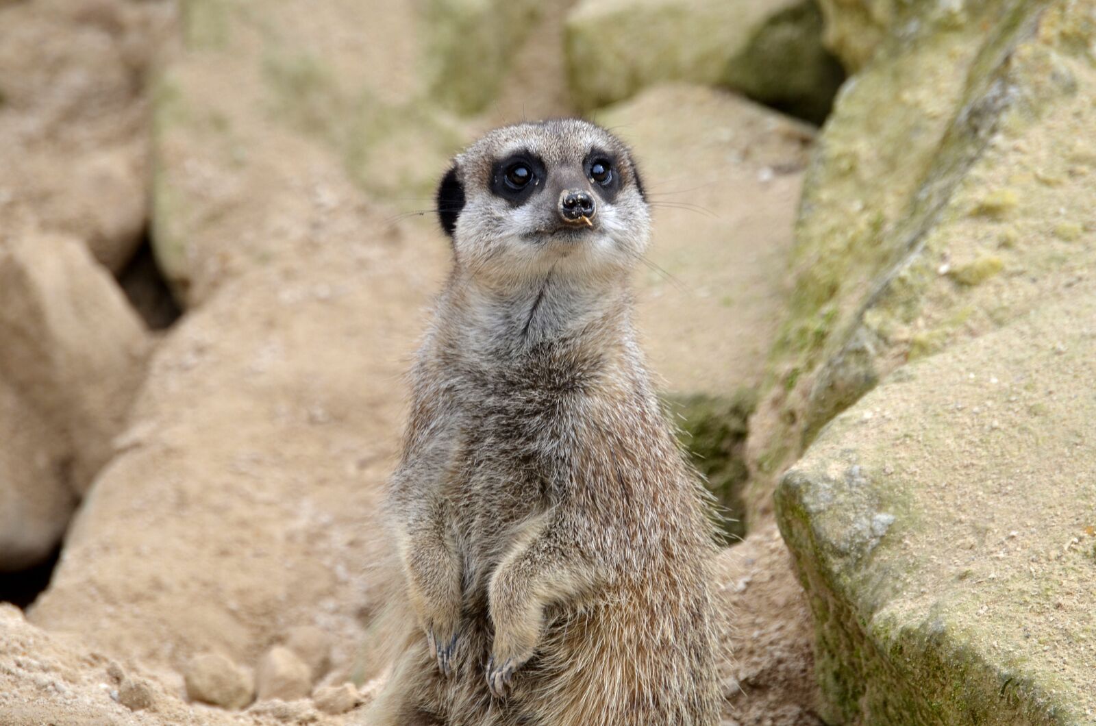 Nikon D5100 sample photo. Meerkat, animal, wild photography