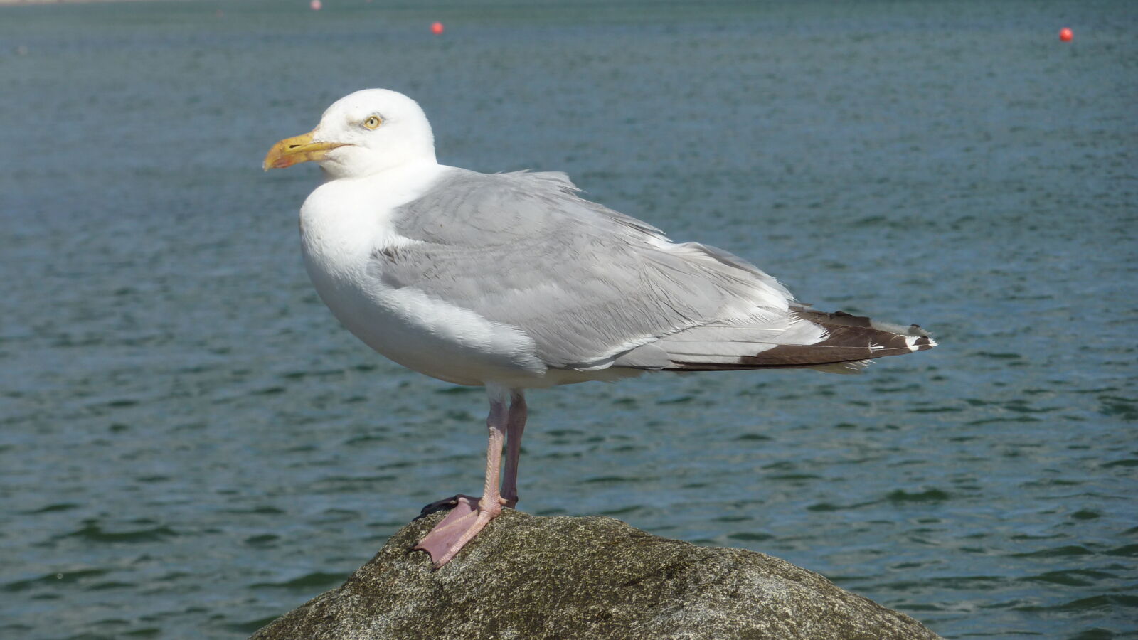 Panasonic DMC-TZ7 sample photo. Gull, sea, seagull photography