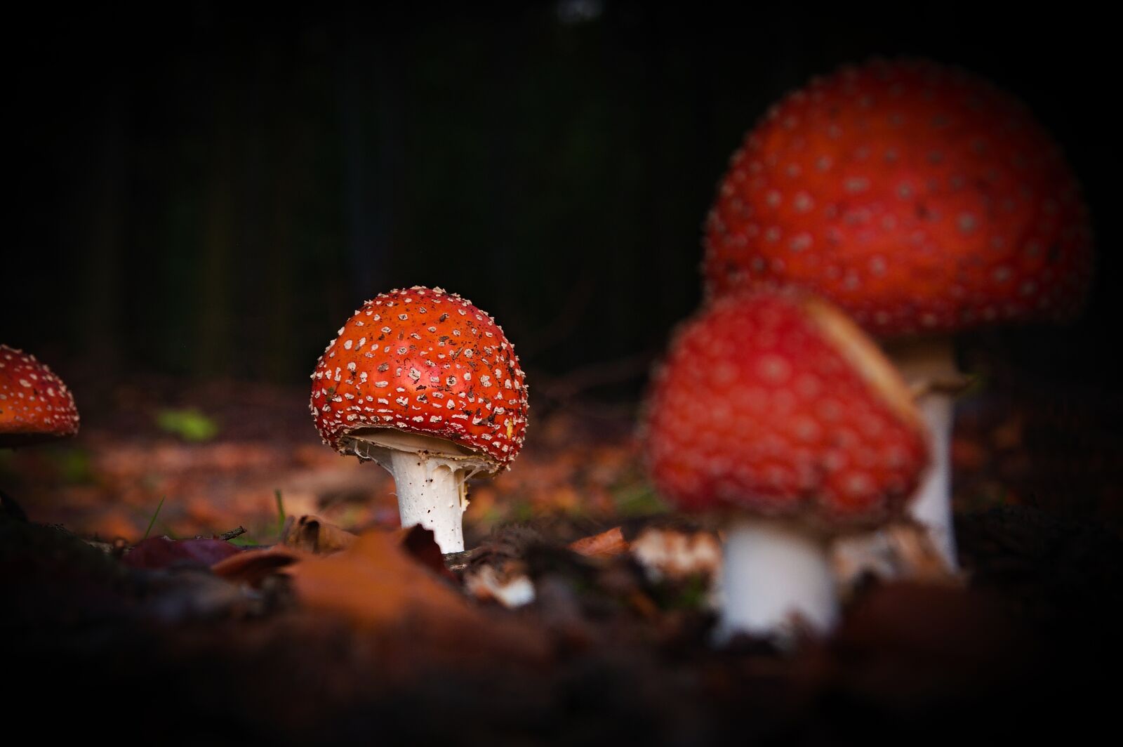 Canon EOS 40D sample photo. Mushroom, they, fabulous photography