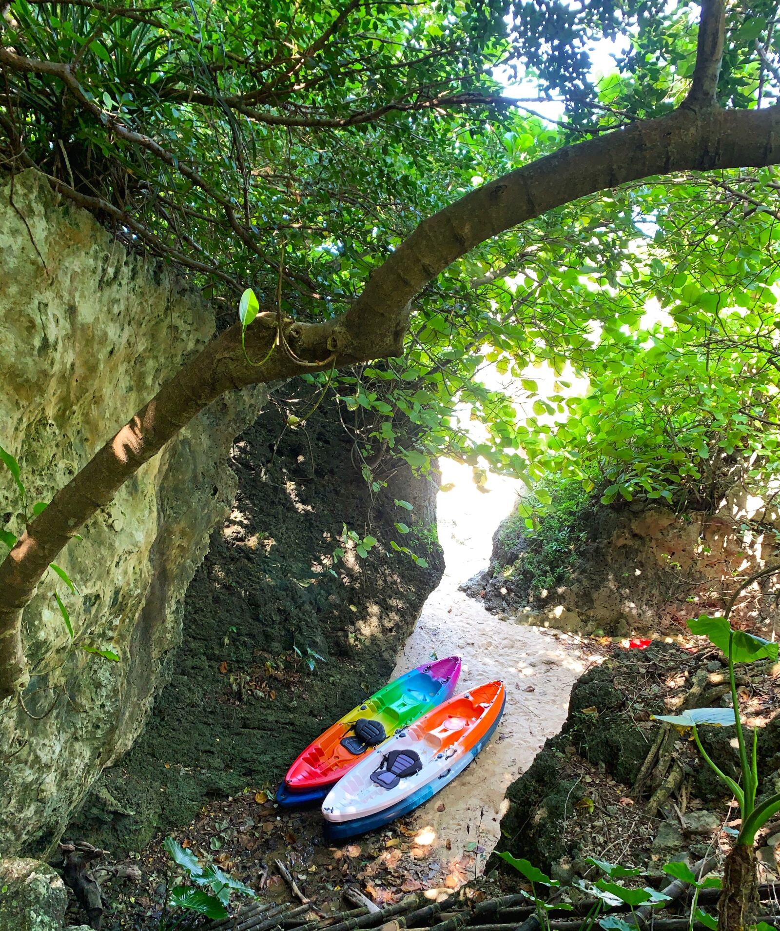 iPhone XR back camera 4.25mm f/1.8 sample photo. Big tree, outdoor, ship photography