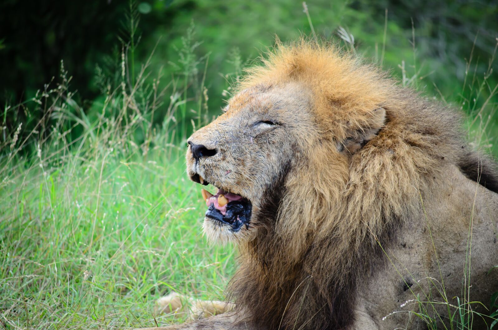 Nikon D5100 sample photo. Wildlife, mammal, animal photography