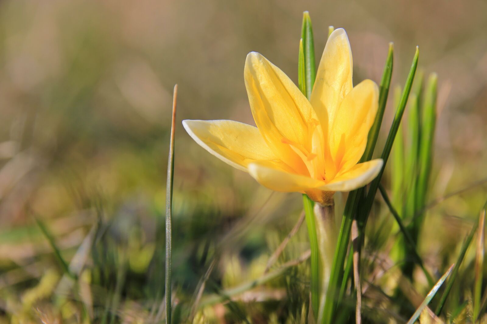 Canon EOS 550D (EOS Rebel T2i / EOS Kiss X4) sample photo. Spring, crocus, meadow photography