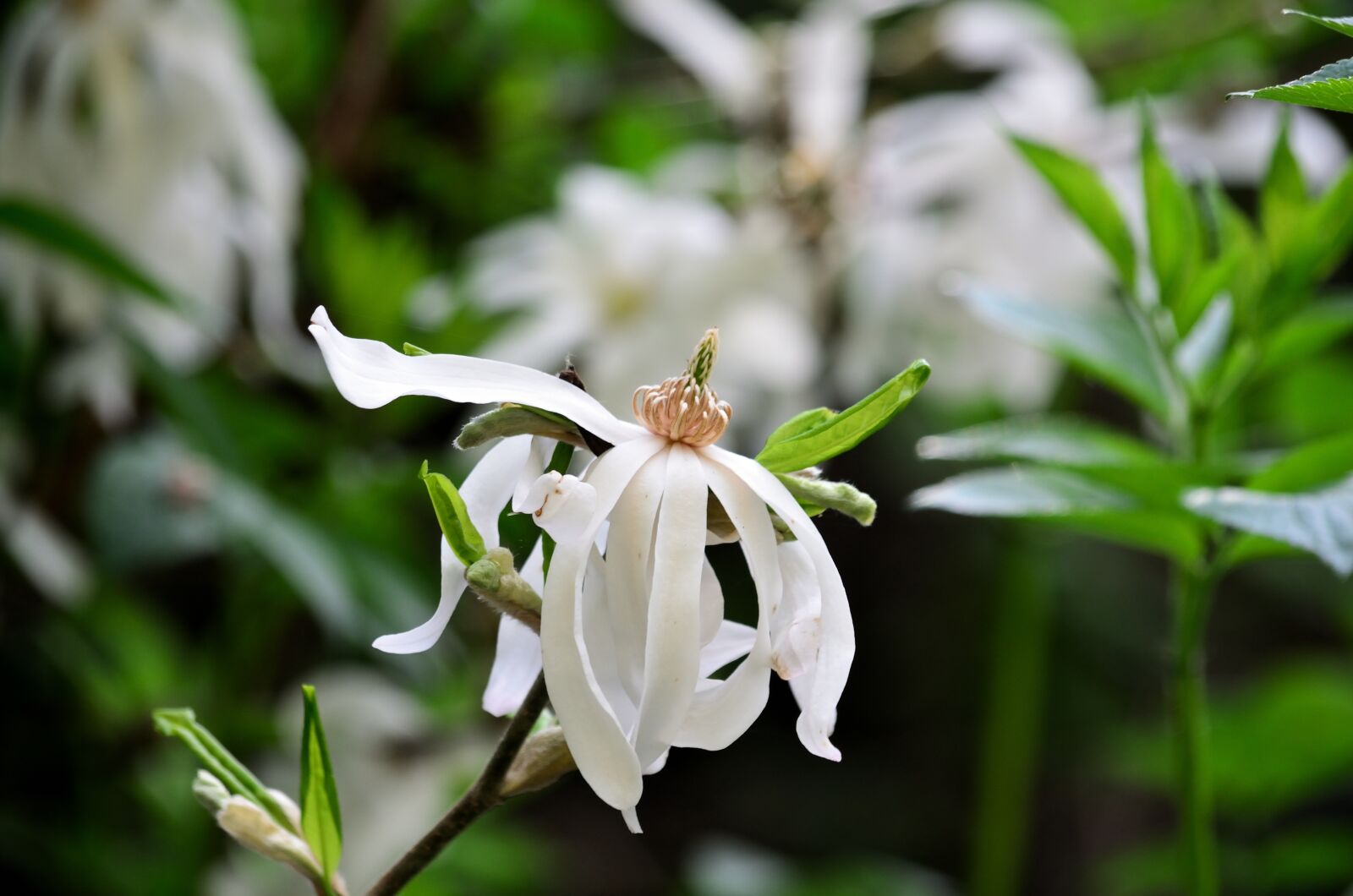 Nikon D5100 sample photo. Magnolia, magnolia star, flower photography