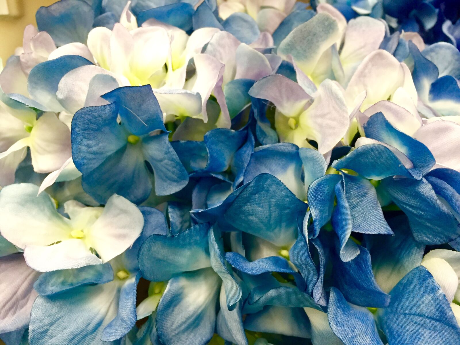 Apple iPhone 6 sample photo. Hydrangea, blue, white photography