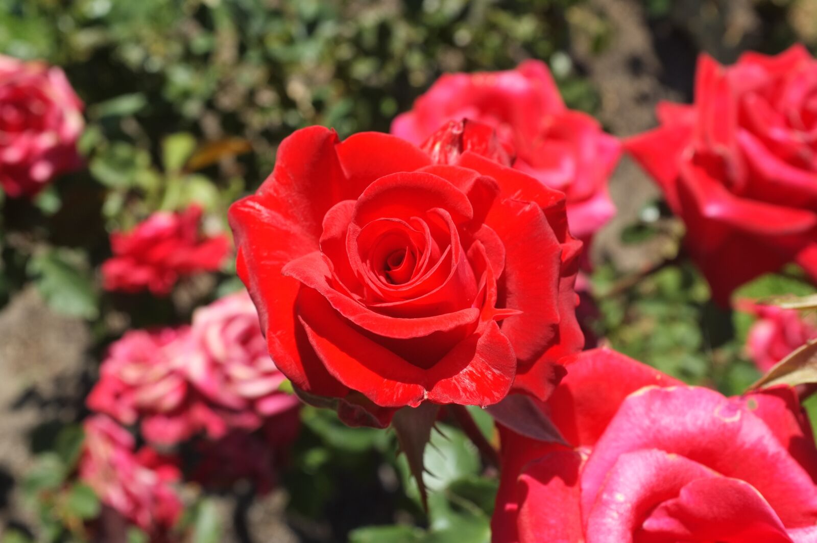 Fujifilm FinePix X100 sample photo. Rose, red, flowers safflower photography