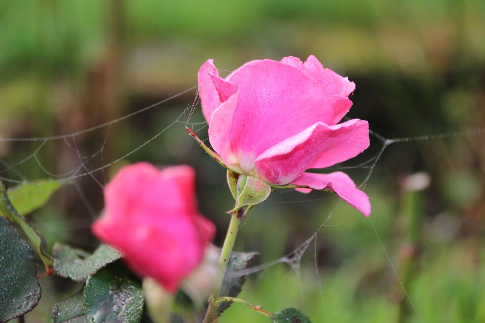 Canon EOS 100D (EOS Rebel SL1 / EOS Kiss X7) + Canon TS-E 90mm F2.8 Tilt-Shift sample photo. Rose, cobweb, autumn photography