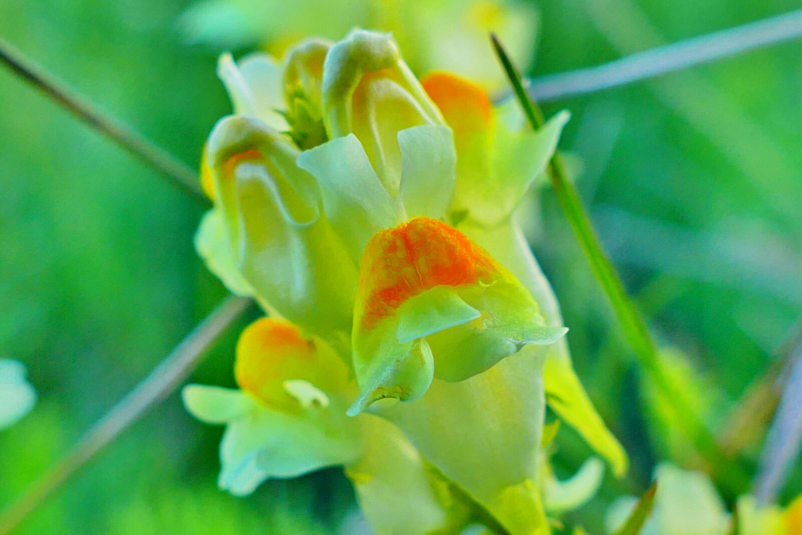 Panasonic Lumix DMC-FZ1000 sample photo. Flower, nature, meadow photography