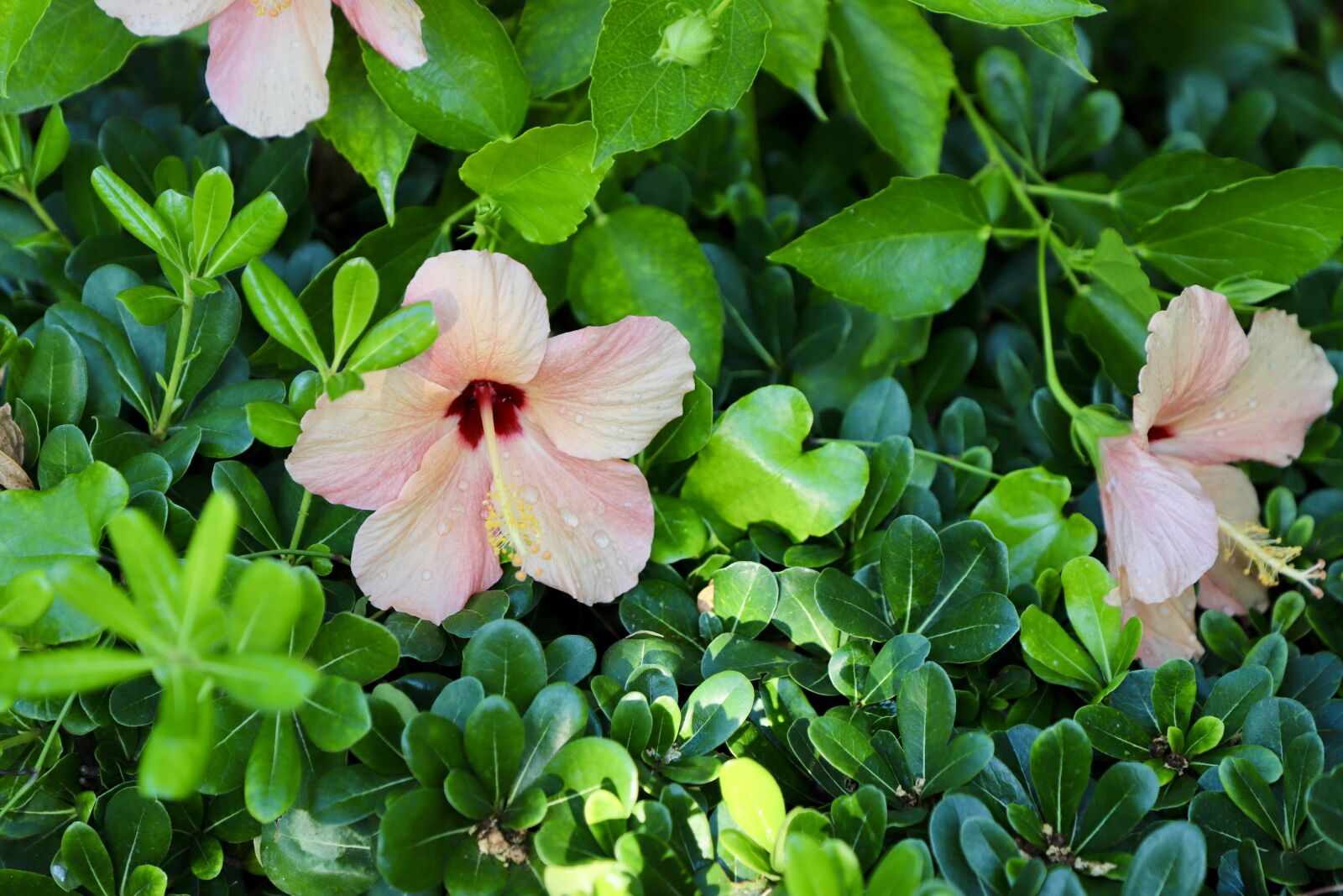 Canon EF 24-105mm F4L IS II USM sample photo. Hibiscus, rosa, summer photography