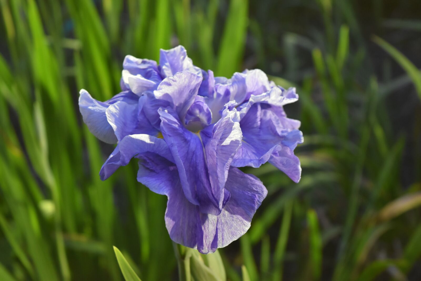 Nikon D5500 sample photo. Iris, flowers, purple photography
