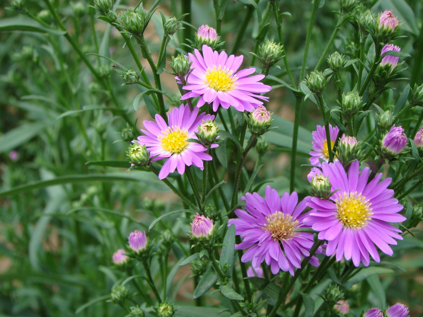 Sony Cyber-shot DSC-H50 sample photo. Flower, purple, daisy photography