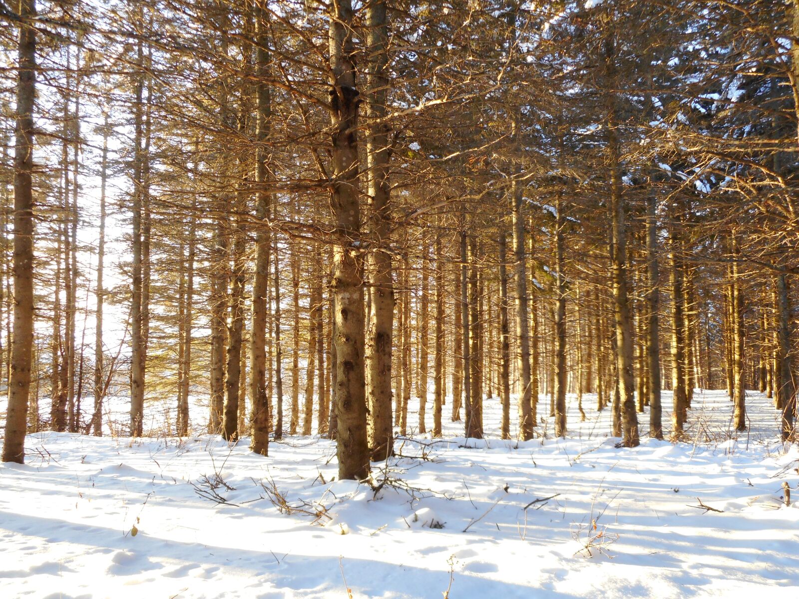 Nikon Coolpix A300 sample photo. Trees, landscape, winter photography