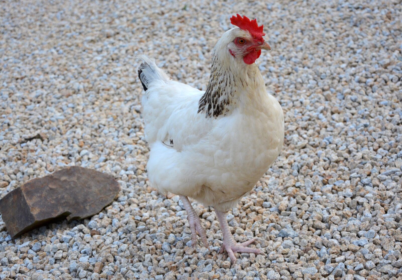 Nikon D5200 sample photo. Hen sussex, white, red photography