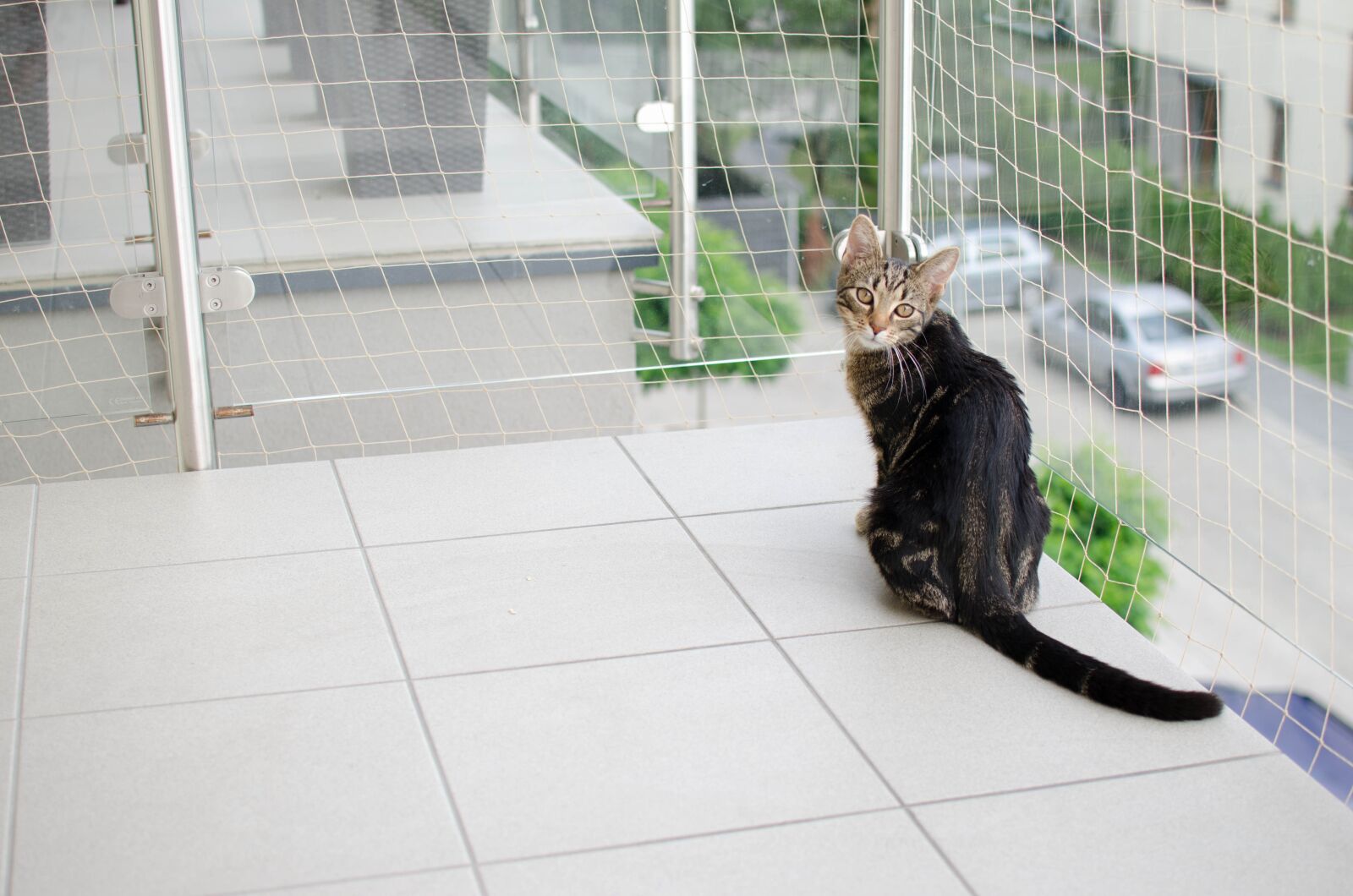 Nikon D7000 sample photo. Cat, bury cat, domestic photography