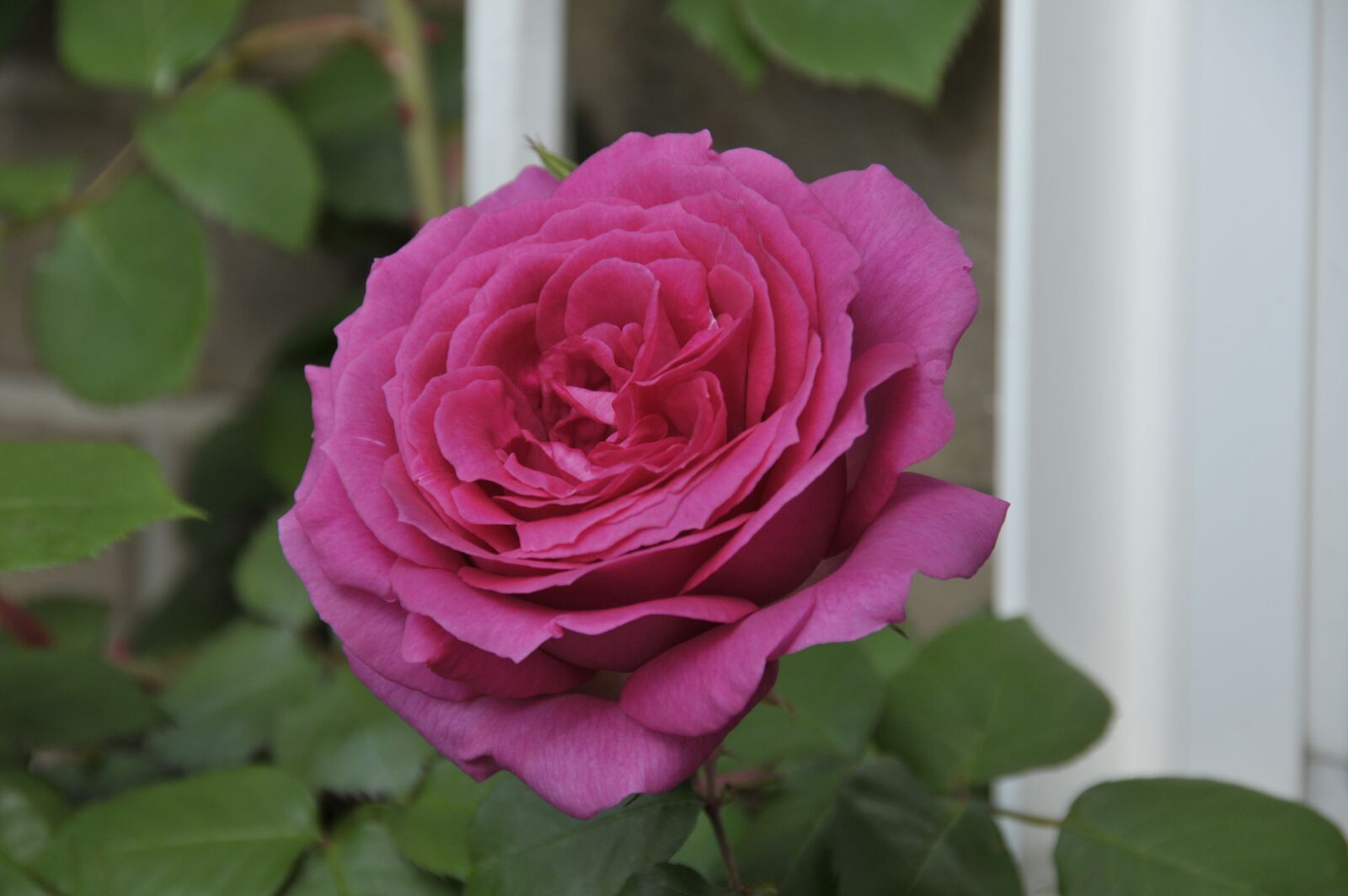 Nikon D300S sample photo. Rose, flower, love bloom photography
