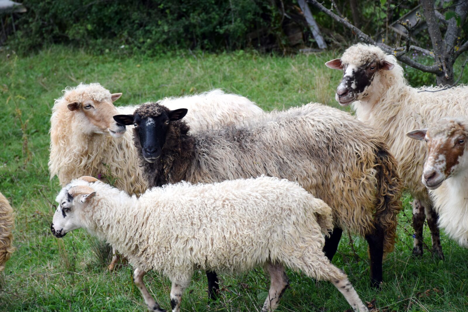 Nikon D5300 sample photo. Sheep, animals, agriculture photography