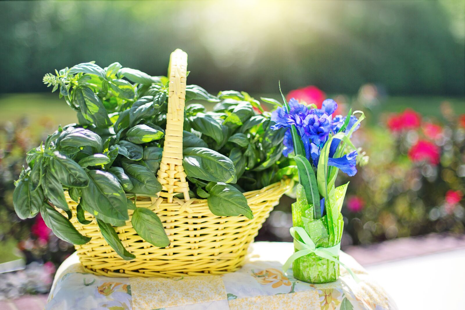 Canon EF 50mm F1.4 USM sample photo. Basil, herb, fresh photography