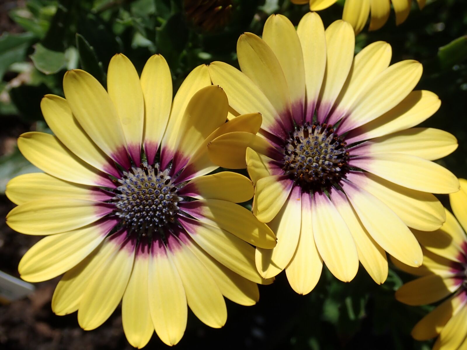 Olympus TG-5 sample photo. Daisies, yellow, flowers photography