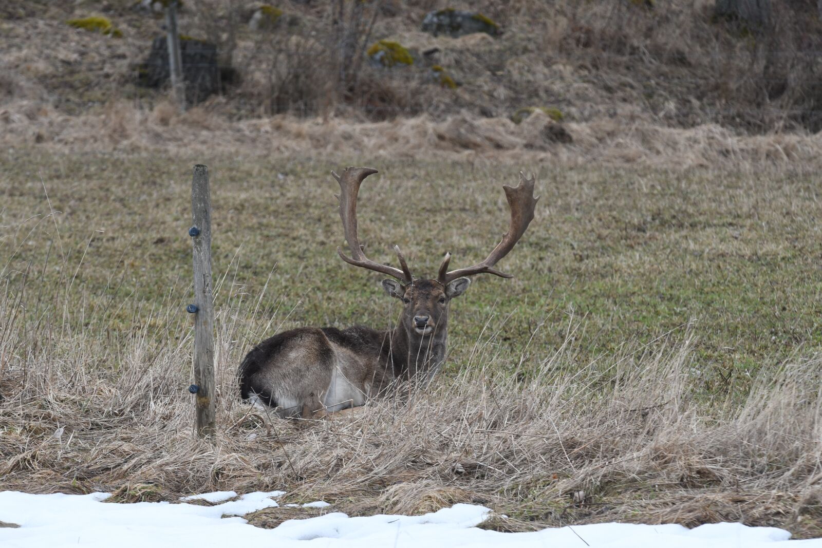Nikon D7500 sample photo. Deer, nature, animal life photography