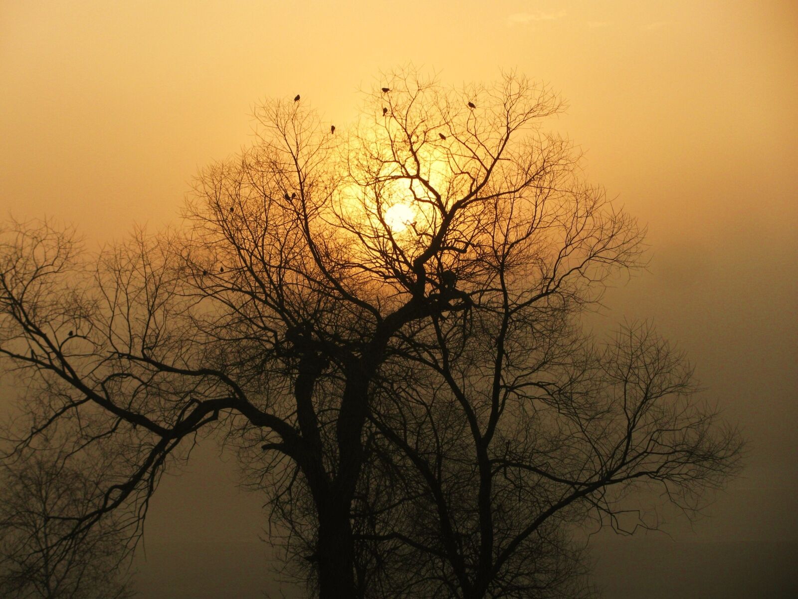 Canon PowerShot SX110 IS sample photo. Sunrise, fog, tree photography