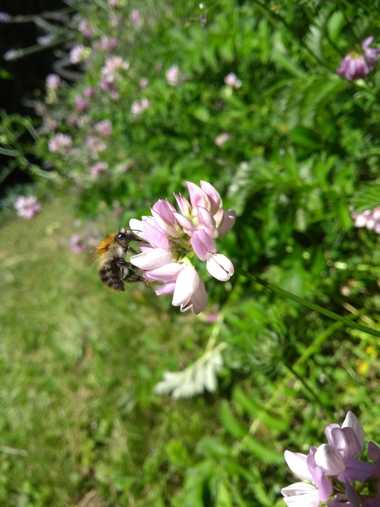 Motorola Moto G (5th Gen) sample photo. Hummel, lavender, flower photography
