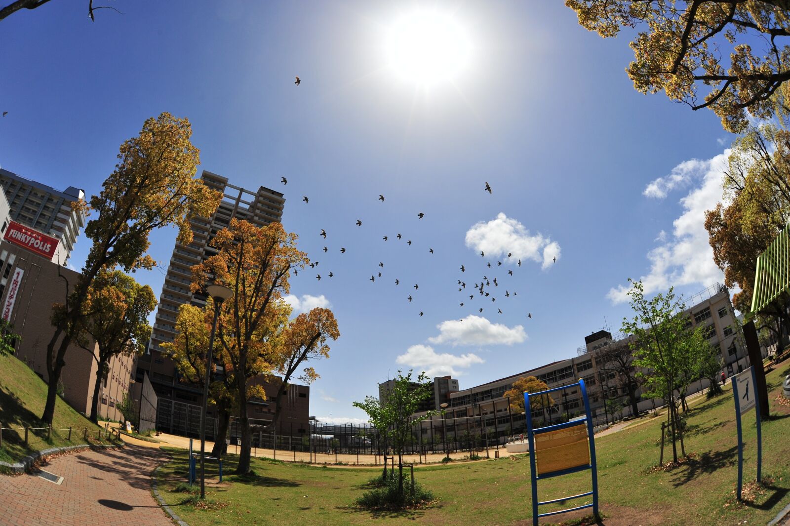 Nikon D700 sample photo. Sky, bird, sun photography