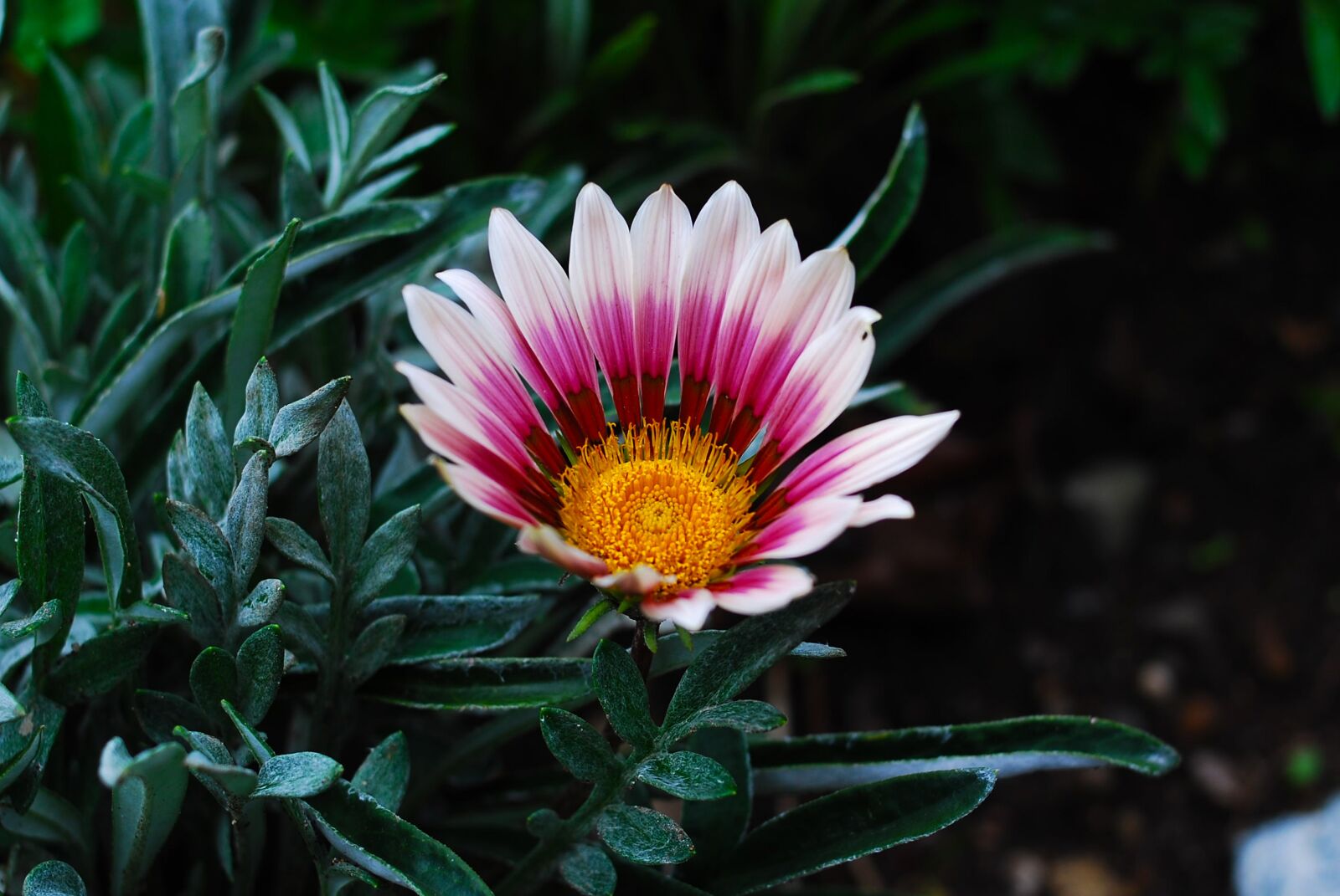 Nikon D60 sample photo. Nature, plant, flower photography