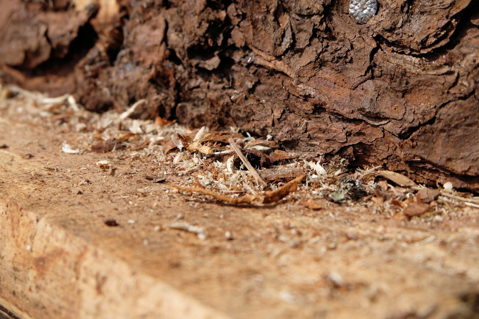 Fujifilm X-A2 + Fujifilm XC 16-50mm F3.5-5.6 OIS II sample photo. Sawdust, trash, chips photography