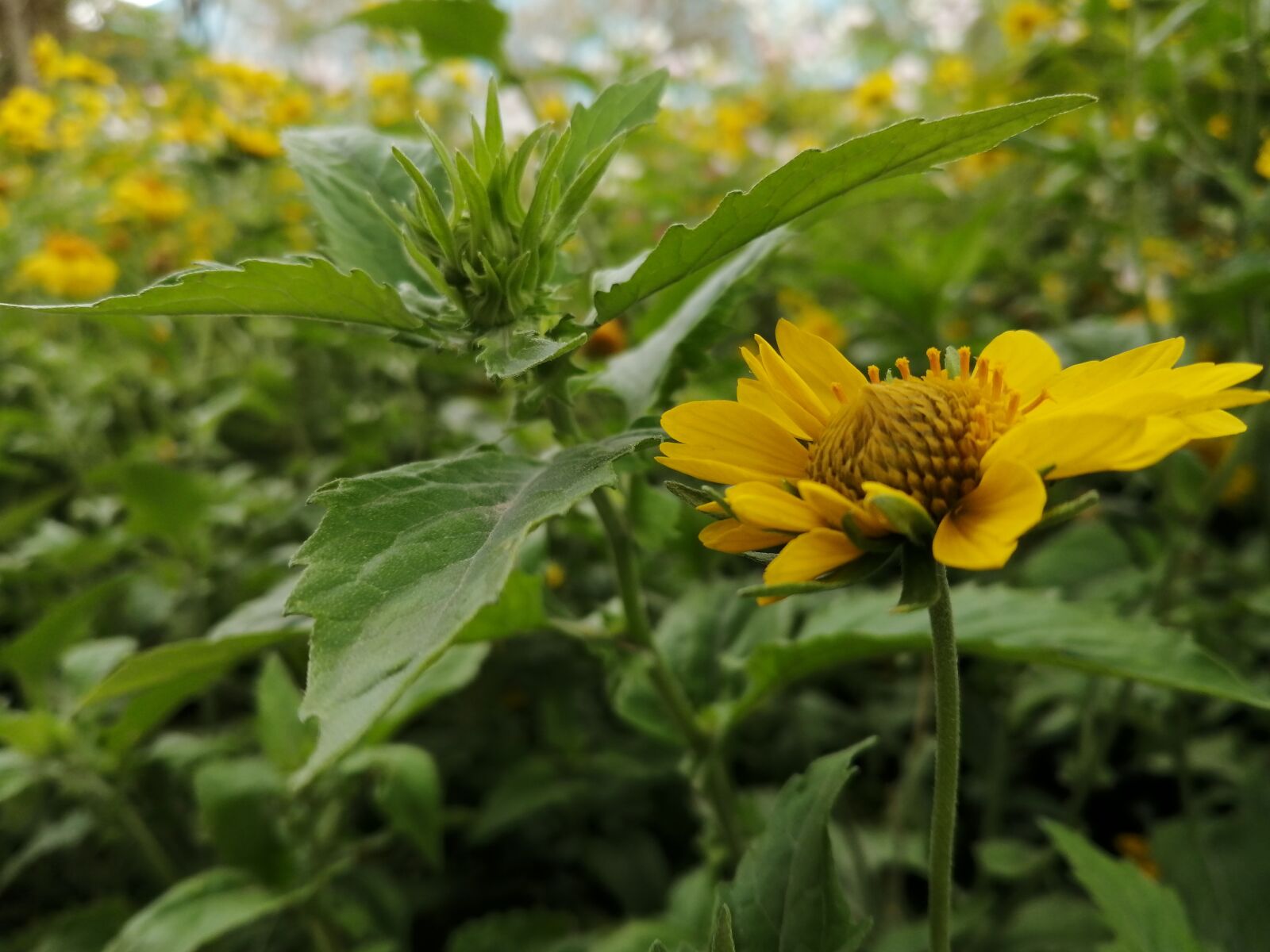 HUAWEI P30 LITE sample photo. A yellow flower, nature photography
