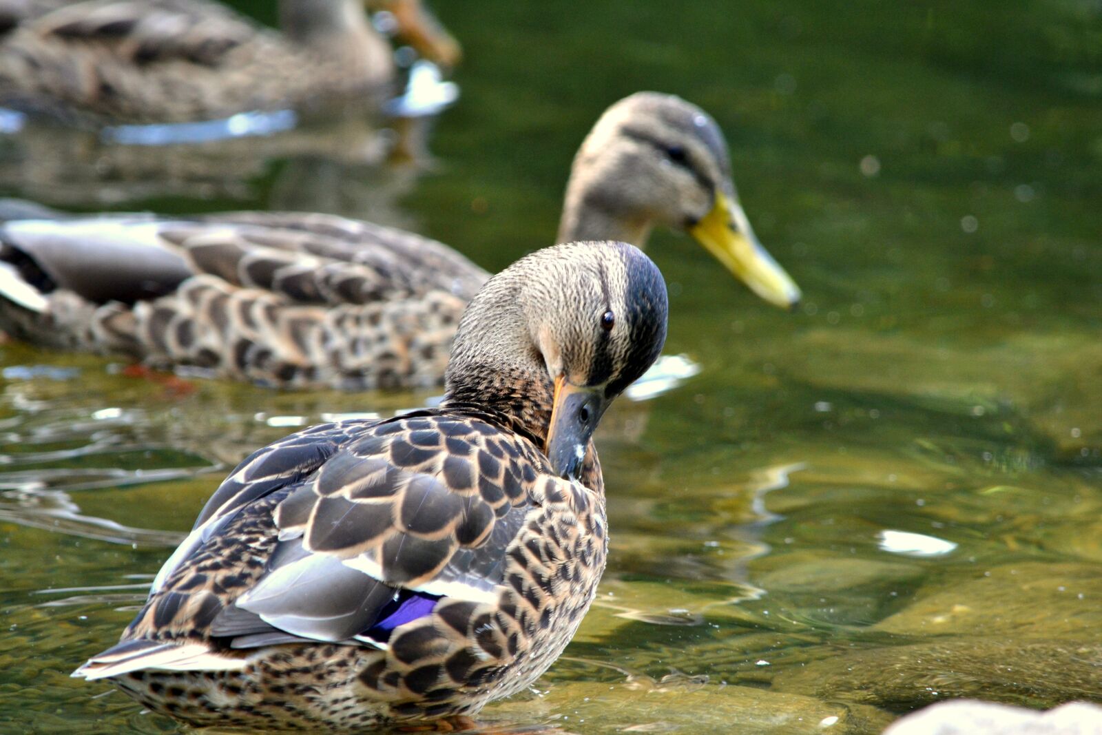Nikon D3100 sample photo. Duck, bird, nature photography