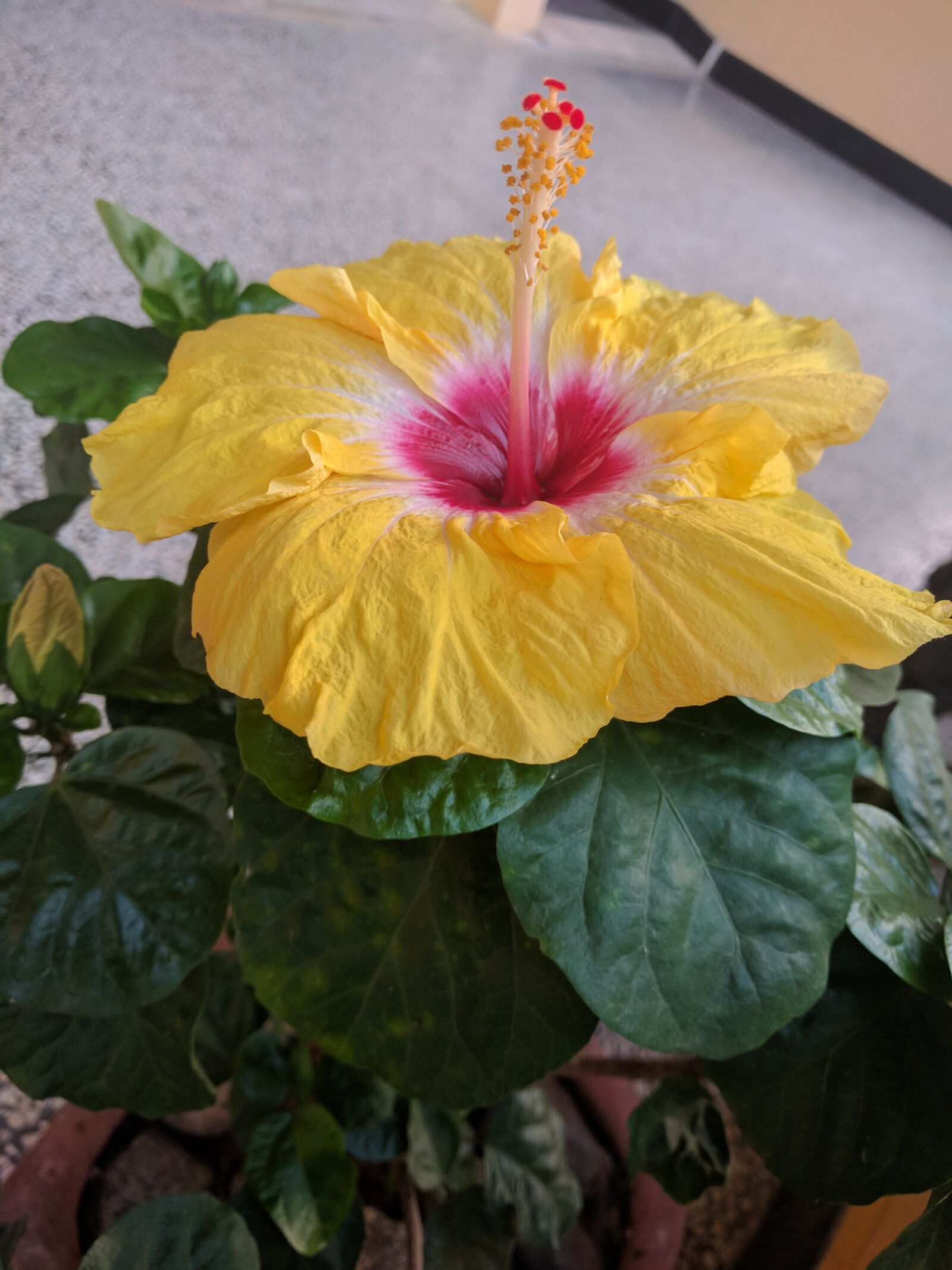 LG Nexus 5X sample photo. Flower, yello, bright photography